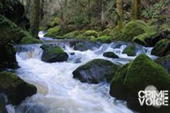 Man who plunged into creek with dogs arrested