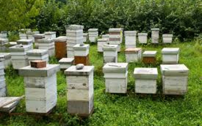 Bee thief gets stung