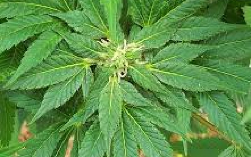 Three Arrested in Connection with Illegal Arvin Pot Farm