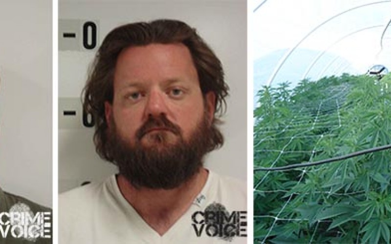 Sophisticated pot growers caught by detectives