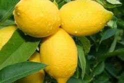 Three Arrested for Picking Lemons from a Maricopa Farm