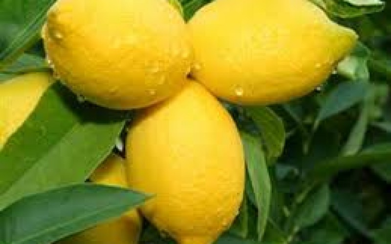 Three Arrested for Picking Lemons from a Maricopa Farm