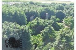Over 11,000 Marijuana Plants Seized and One Arrested in Kern County Pot Raid