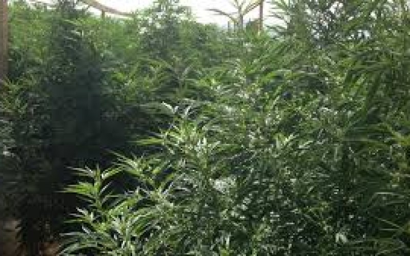 Wide Scale Raids Net Thousands in Pot, 14 Arrested