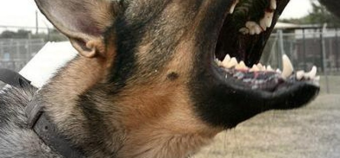 Suspected Car Thief Detained By K9 Officer and Arrested