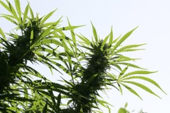 Nearly Two And-a-Half Tons of Unregulated Illegal Marijuana Grows Seized – Five Arrested