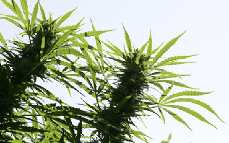 Nearly Two And-a-Half Tons of Unregulated Illegal Marijuana Grows Seized – Five Arrested