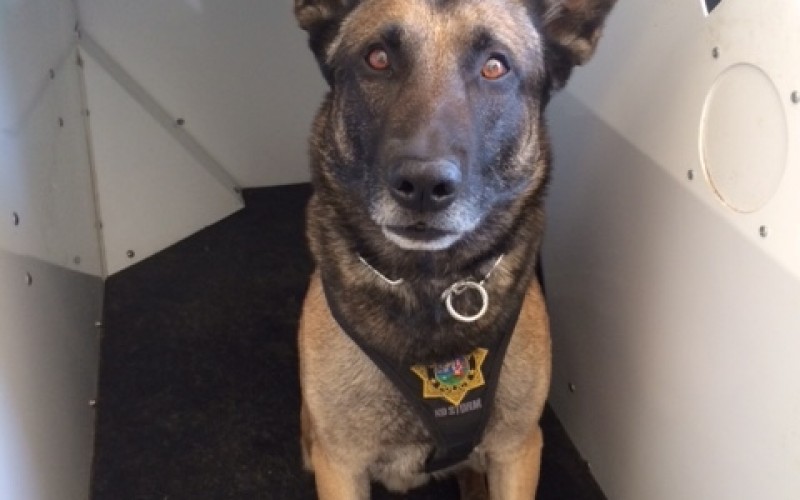Rookie Dog Thwarts Robbery Ring