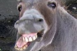 Three Arrested for Taking Pot Shots at Wild Burros