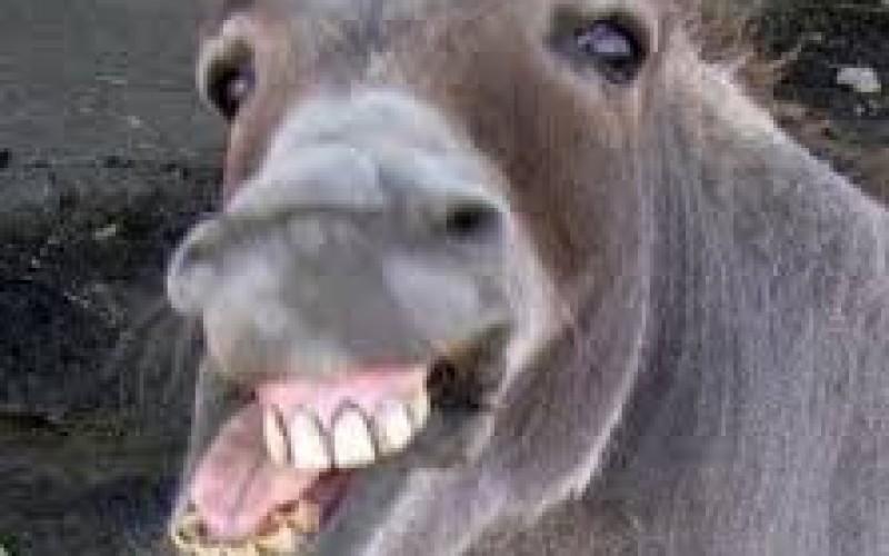 Three Arrested for Taking Pot Shots at Wild Burros