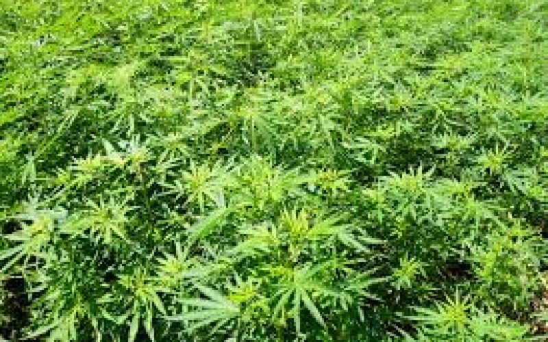 Authorities Arrest Ten Suspects in Marijuana Cultivation Sweep