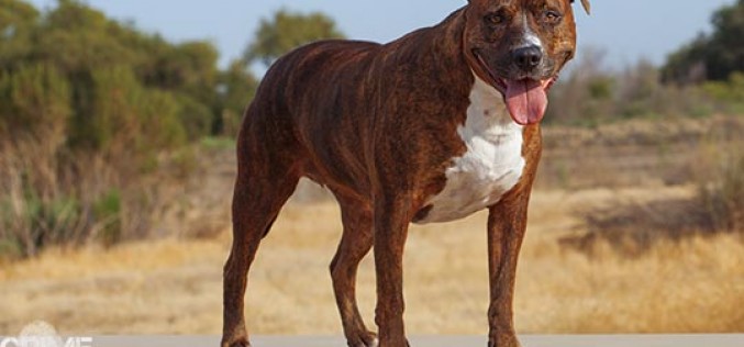 DUI suspect more trouble than his Pit-Bull