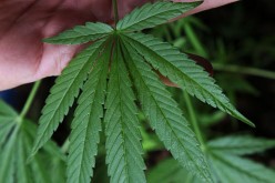 Trinity County Sheriff investigates home invasion robbery at marijuana farm