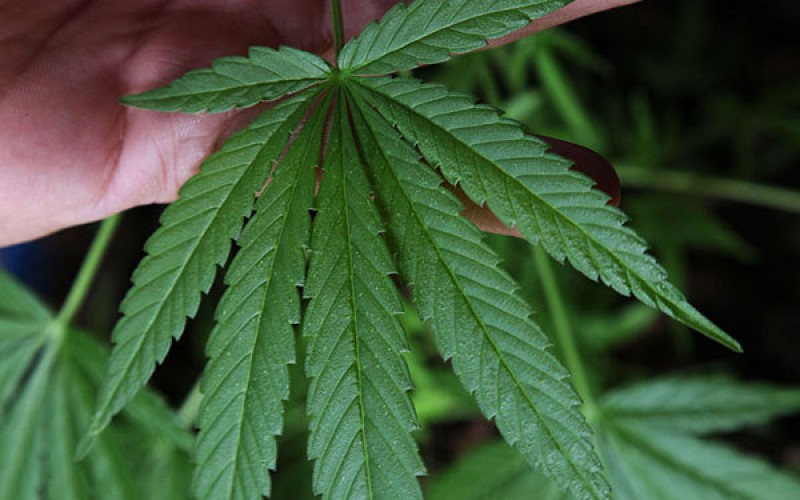 Humboldt County Authorities Reportedly Discover Illegal Cannabis Cultivation Site