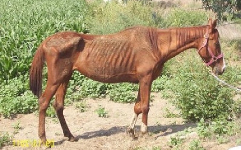 Suspect Faces Possible Animal Cruelty Charges after 24 Horses Confiscated