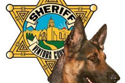 K9 Cop Nabs Robbery Suspect