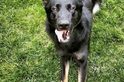 K9 Captures Burglar