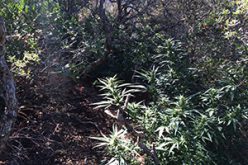 24,000+ Marijuana Plants Destroyed
