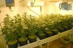 Shooting Leads to Cannabis Arrest