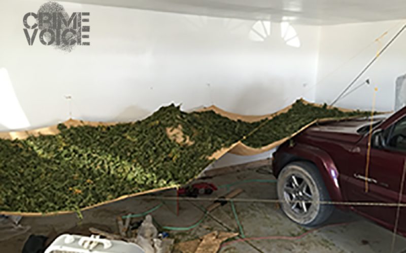 Hikers Stumble Onto Illegal Marijuana Grow Site