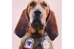 K9 Dare Assists Deputies to Arrest Two Armed Robbers