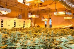 Illegal marijuana grow catches police attention; Sheriff’s Office investigating