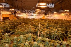 Calaveras County Sheriff’s Department discovers illegal marijuana grow; 2 arrested
