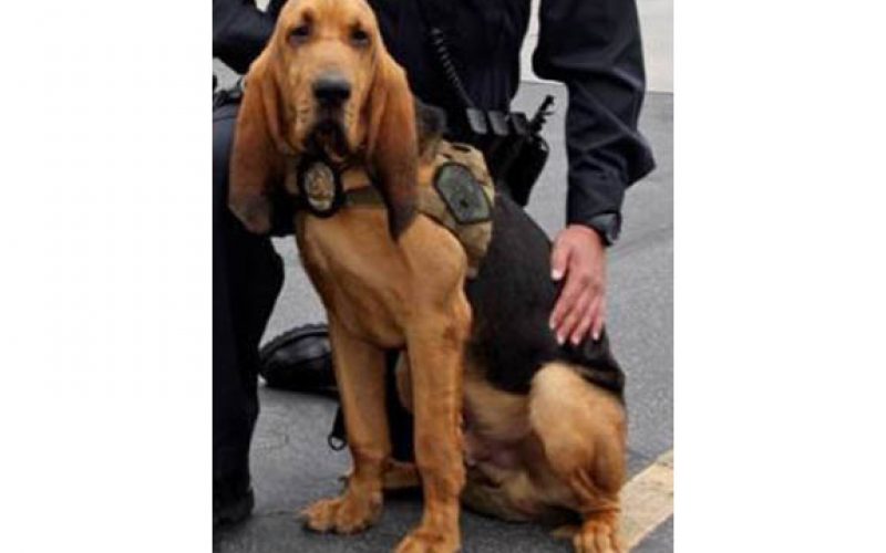 K9 Unit’s “JAX” Rescues an Unconscious Missing Person