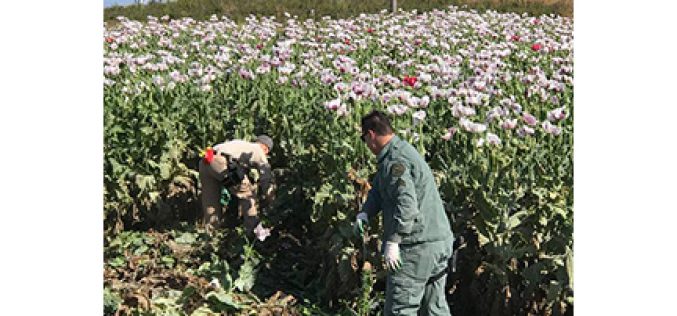 Investigation Unveils an Acre of Poppies