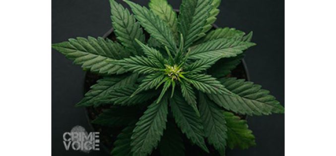 Man shot at marijuana cultivation site