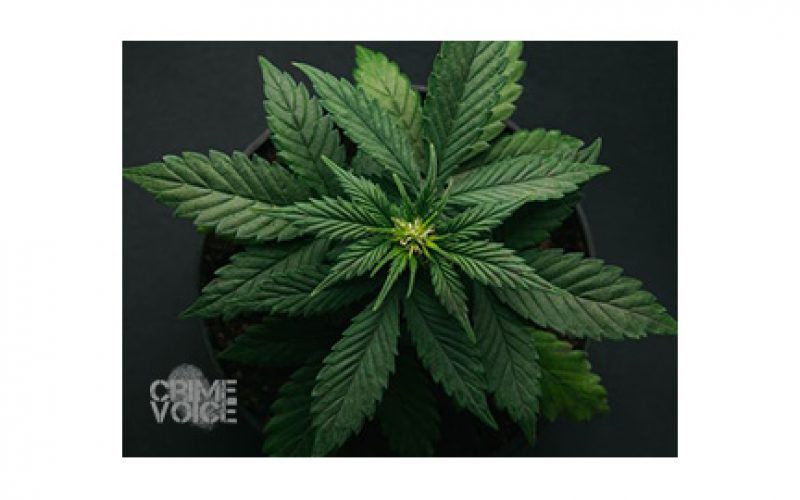 Man shot at marijuana cultivation site