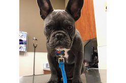 They Even took the Family Dog, More Than $100,000 in Belongings