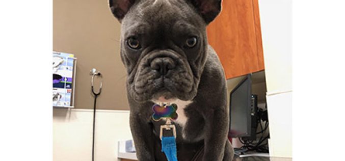 They Even took the Family Dog, More Than $100,000 in Belongings