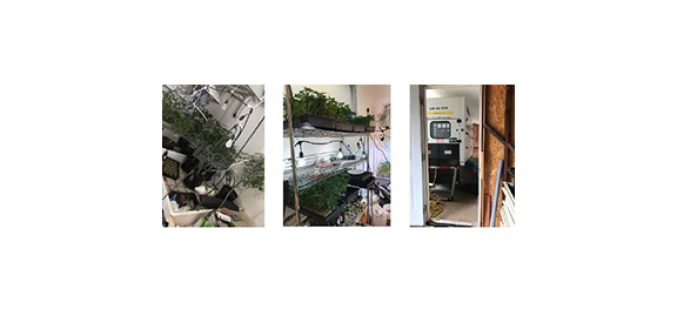 One man apprehended inside marijuana grow house