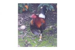 Several Arrested During Cockfighting Ring Bust