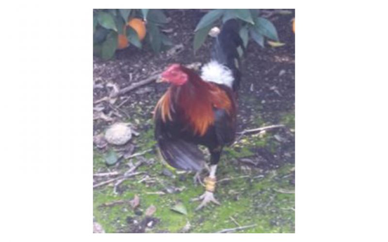Several Arrested During Cockfighting Ring Bust