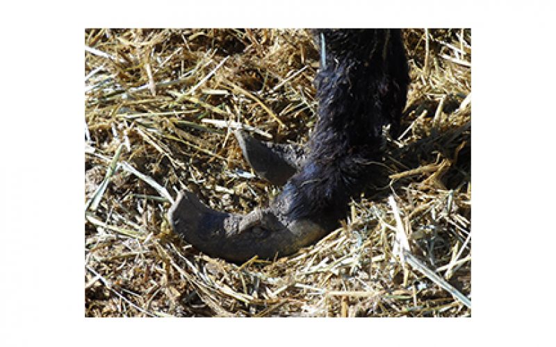 Burro sanctuary owner arrested for animal cruelty