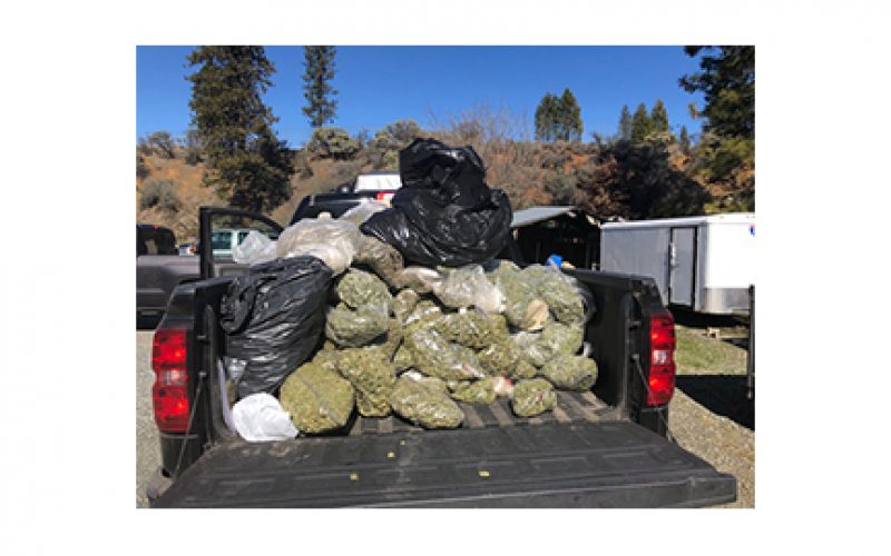 Investigation leads to illegal marijuana grow and production site