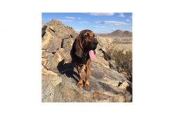 Calling K-9 Raider!