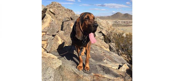 Calling K-9 Raider!