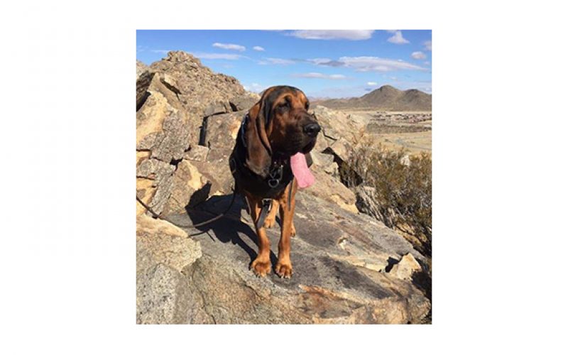 Calling K-9 Raider!