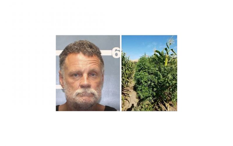 Seek and Destroy: Over 2,500 Marijuana Plants Eradicated in Lindsay