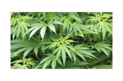 “It is still a crime to sell marijuana in California without a license”