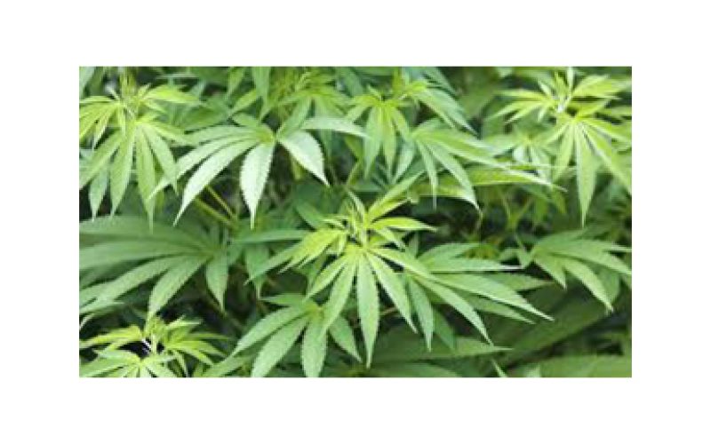 Trespasser cultivating marijuana on private property