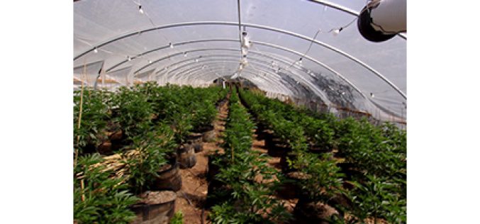 20 marijuana plot sites searched in one day, 2,500 plants eradicated