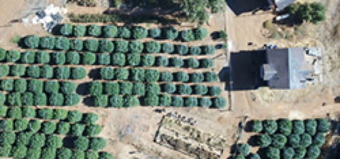 Operation Hammer Strike Week 21; Several Suspects Arrested and 25,297 Plants Seized