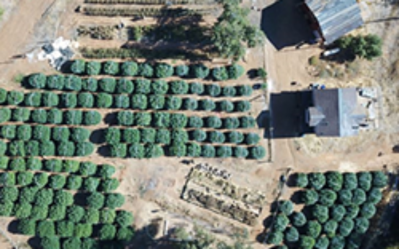 Operation Hammer Strike Week 21; Several Suspects Arrested and 25,297 Plants Seized
