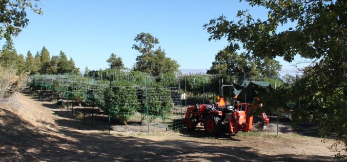 Lassen County authorities eradicate three illegal marijuana cultivation sites
