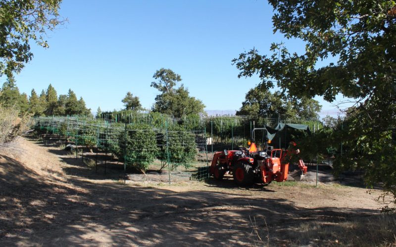 Lassen County authorities eradicate three illegal marijuana cultivation sites