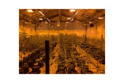 Hamlet Abrahamyan and three others arrested for illegal cultivation